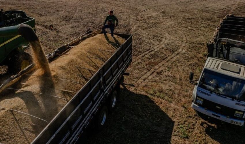 Calote de empresas estrangeiras deixa prejuízo de R$ 20 milhões a arrozeiros catarinenses