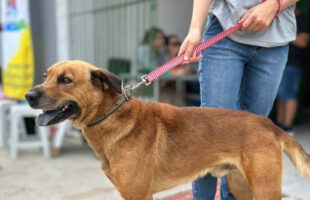Resultado preliminar para castração gratuita em Laguna é divulgado