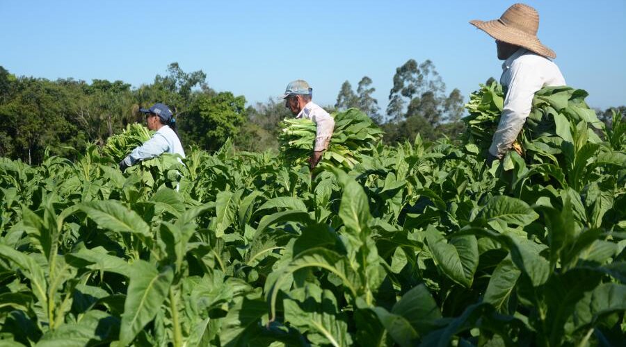 Primeira rodada sobre preço do tabaco termina sem acordo