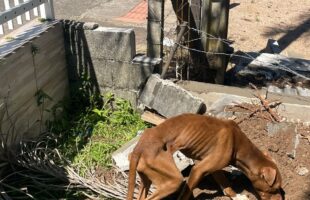 Homem é preso em flagrante por manter cães pitbull em condições degradantes em Urussanga