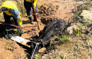 Bombeiros resgatam boi atolado em vala no centro de Içara