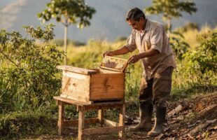 Abelhas sem ferrão conquistam proteção legal inédita