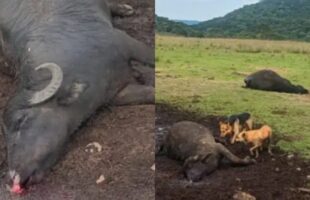 Raio mata sete búfalos em fazenda