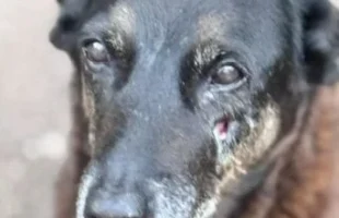 Ataque ao cão Orelha leva à proposta de nova lei de proteção animal