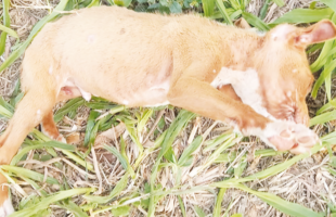 Homem é condenado por maus-tratos a animais em Criciúma