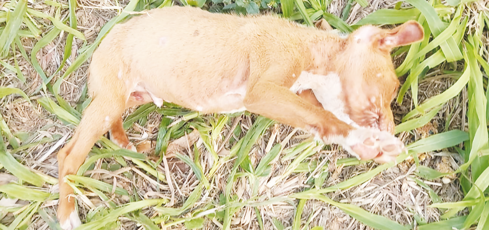 Homem é condenado por maus-tratos a animais em Criciúma