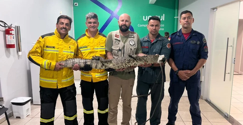 Jacaré é resgatado após ser atropelado em Tubarão