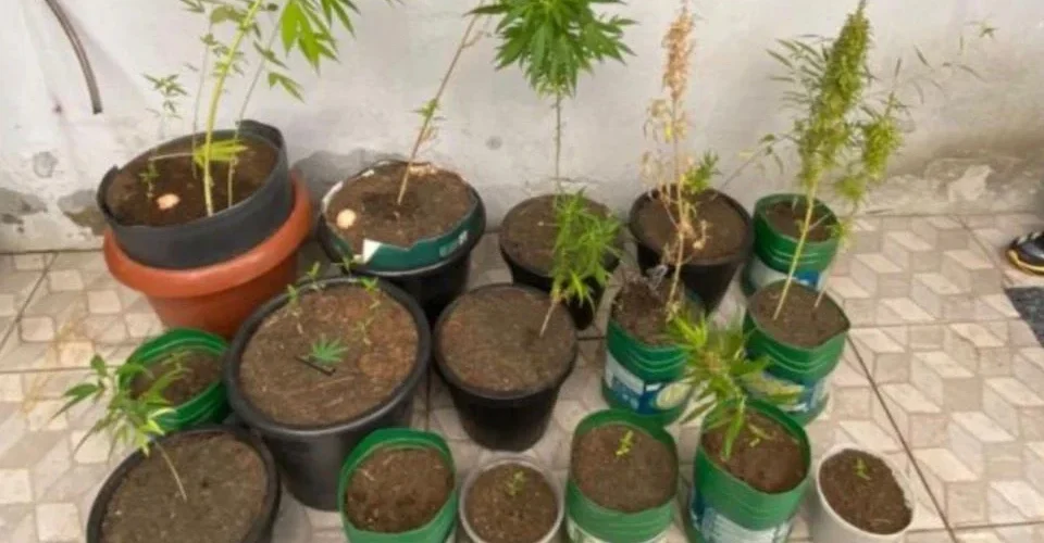 Idoso é detido após polícia encontrar 25 pés de maconha em Passo de Torres