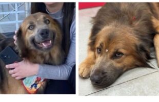 Cão comunitário desaparece em Lauro Müller