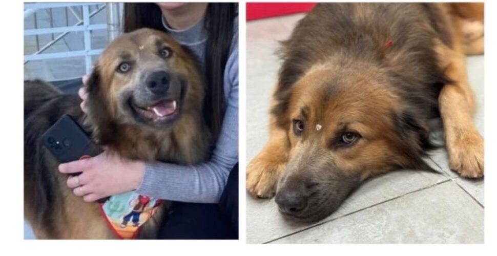 Cão comunitário desaparece em Lauro Müller