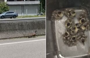 PRF resgata marreca e nove filhotes na BR-101 em Tubarão