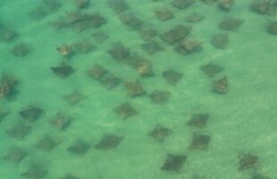 Mais de 100 arraias são avistadas próximas à costa no Farol de Santa Marta