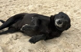 Cadela Pretinha, companheira do cão Orelha, morre após luta contra doença grave em Florianópolis