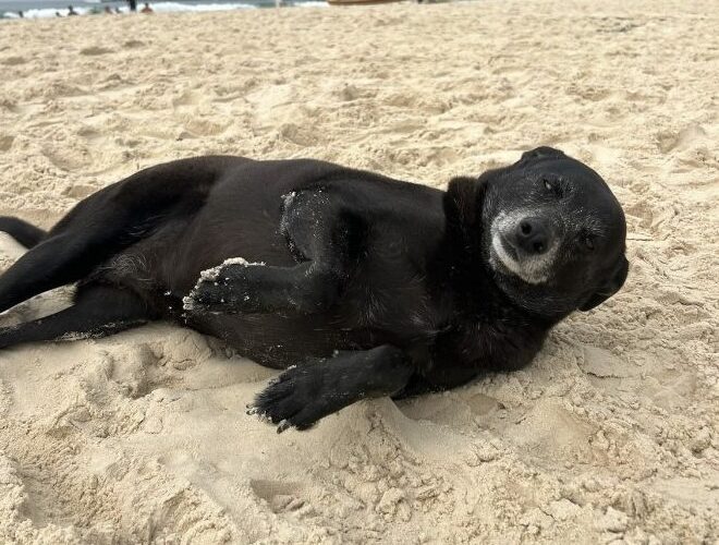 Cadela Pretinha, companheira do cão Orelha, morre após luta contra doença grave em Florianópolis