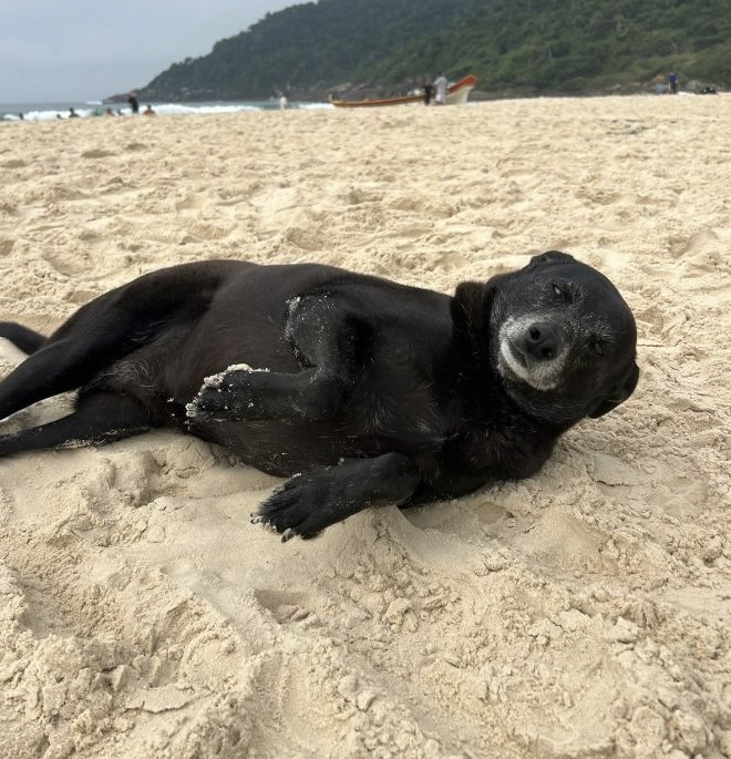 Cadela Pretinha, companheira do cão Orelha, morre após luta contra doença grave em Florianópolis