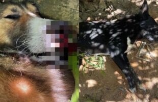 Cães são encontrados mortos com suspeita de envenenamento em Treze de Maio
