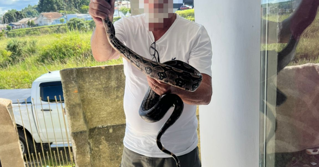 Jiboia e tartarugas: operação contra tráfico resgata 20 animais silvestres