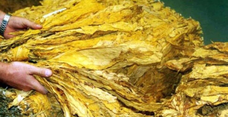 Jti assina protocolo e garante reajuste no preço do tabaco