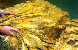 Novo projeto de lei libera classificação de fumo na propriedade rural