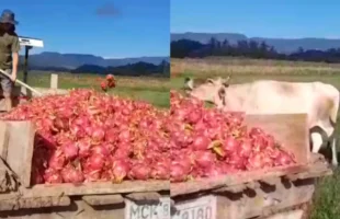 Preços em queda livre ampliam prejuízos e produtor usa pitaya como ração em SC