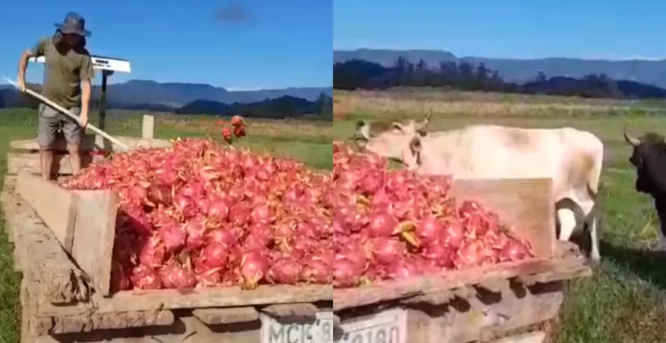 Preços em queda livre ampliam prejuízos e produtor usa pitaya como ração em SC