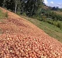 Produtores descartam toneladas e sete cidades de SC decretam emergência por crise da cebola