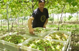 Primeira safra com denominação de origem: uva Goethe 2025/2026 é colhida em Santa Catarina