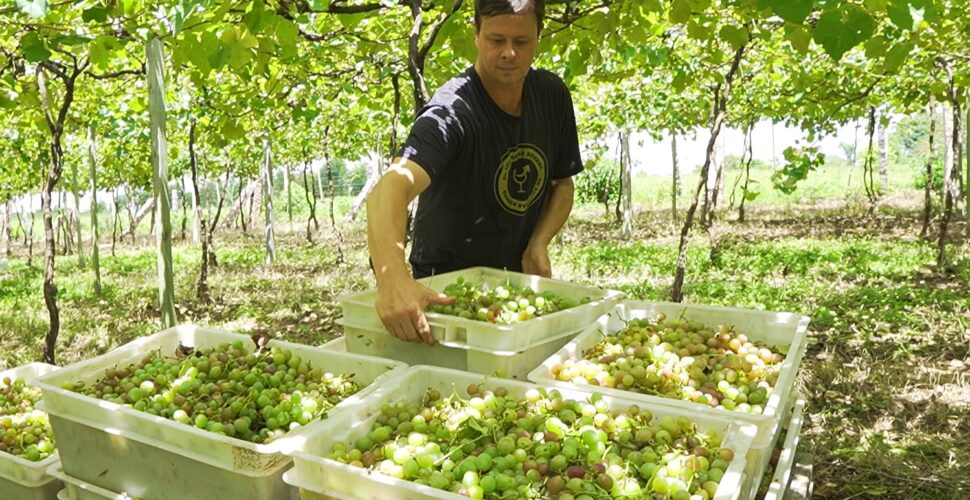 Primeira safra com denominação de origem: uva Goethe 2025/2026 é colhida em Santa Catarina