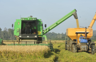 Trabalhar o ano inteiro para não ganhar um real’: a crise que leva produtores de arroz em SC ao desespero