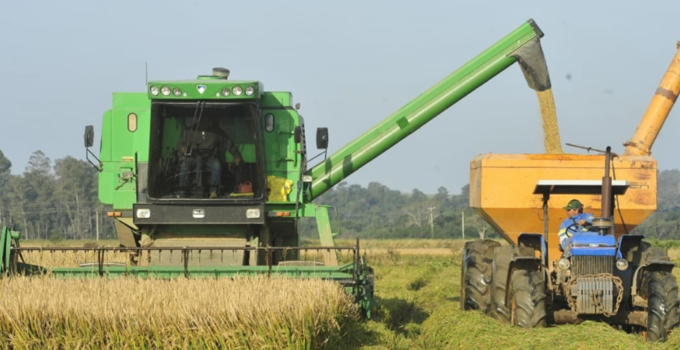 Trabalhar o ano inteiro para não ganhar um real’: a crise que leva produtores de arroz em SC ao desespero