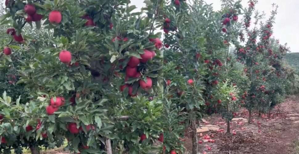 Safra de maçã se perde no chão por falta de mão de obra em Santa Catarina