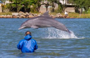 Botos pescadores viram celebridades na Laguna
