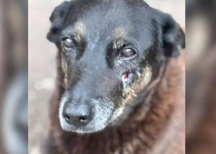 Justiça autoriza novas diligências e possível exumação no Caso Orelha