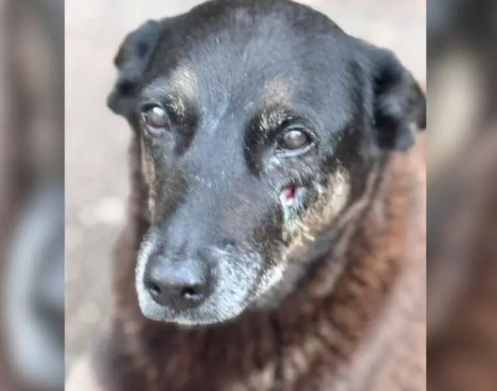 Justiça autoriza novas diligências e possível exumação no Caso Orelha