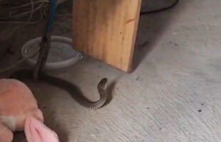 Serpente é capturada dentro de casa e mobiliza bombeiros em Jaguaruna