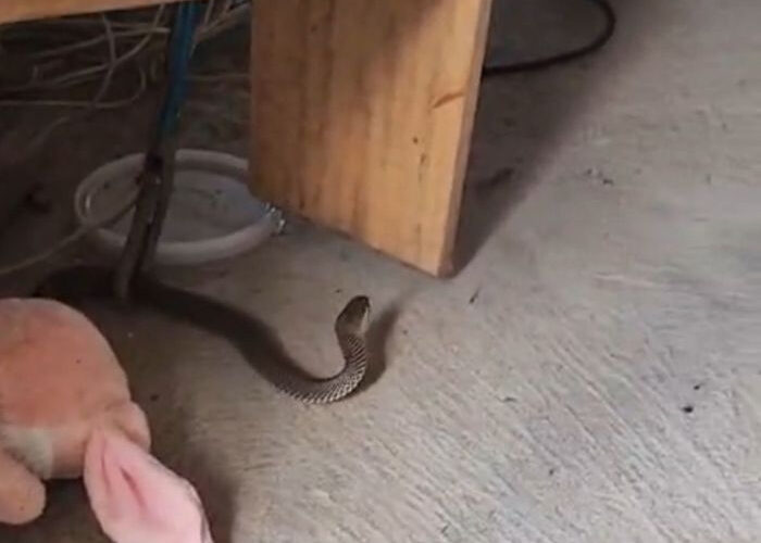 Serpente é capturada dentro de casa e mobiliza bombeiros em Jaguaruna