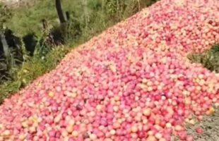Produtor descarta 50 toneladas de ameixa e se emociona ao doar frutas em SC