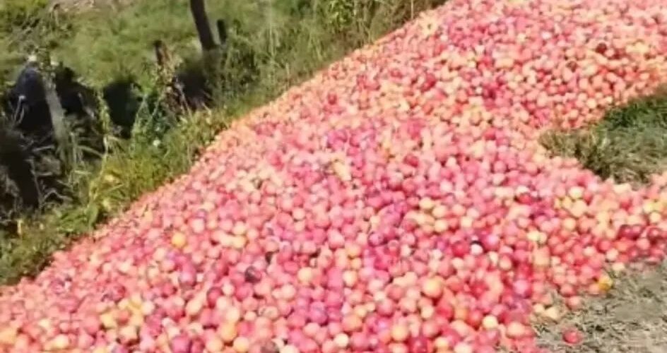 Produtor descarta 50 toneladas de ameixa e se emociona ao doar frutas em SC