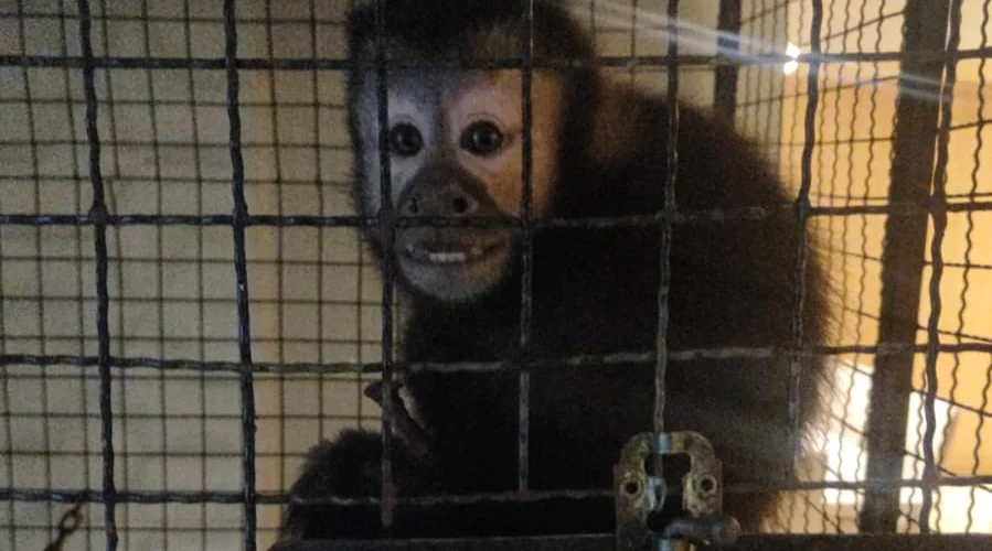 Ação conjunta combate tráfico de fauna silvestre em SC e outros estados