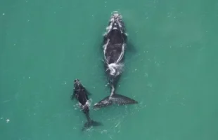 Deputada Geovania de Sá reúne 278 assinaturas para urgência de projeto sobre a APA da Baleia Franca