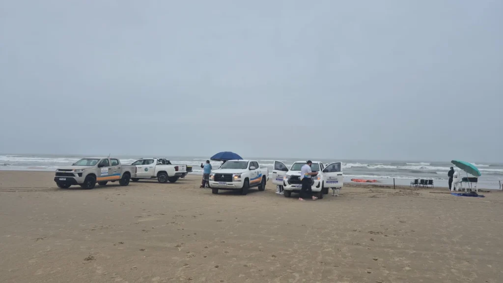 Cachalote-anão morre após encalhar em praia de Araranguá