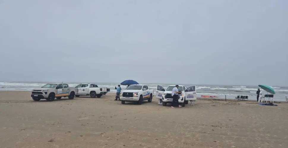 Cachalote-anão morre após encalhar em praia de Araranguá