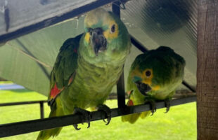 Operação resgata 30 aves nativas em cativeiro no Sul de SC