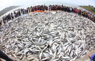 Governo define novas cotas para a safra da tainha em 2026 e amplia captura em 20%