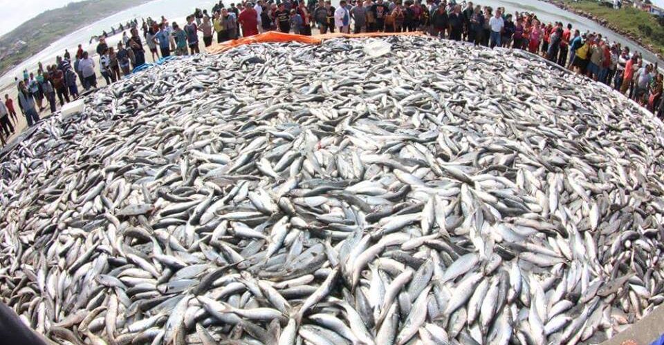 Governo define novas cotas para a safra da tainha em 2026 e amplia captura em 20%