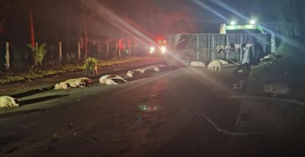 Acidente ocorreu na madrugada desta quinta-feira (5) no Oeste de Santa Catarina; motorista de 26 anos saiu ileso