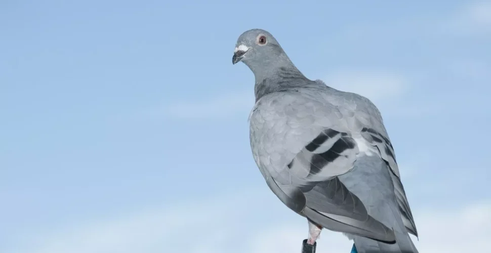Paixão alada: criadores de SC mantêm viva a tradição dos pombos-correio