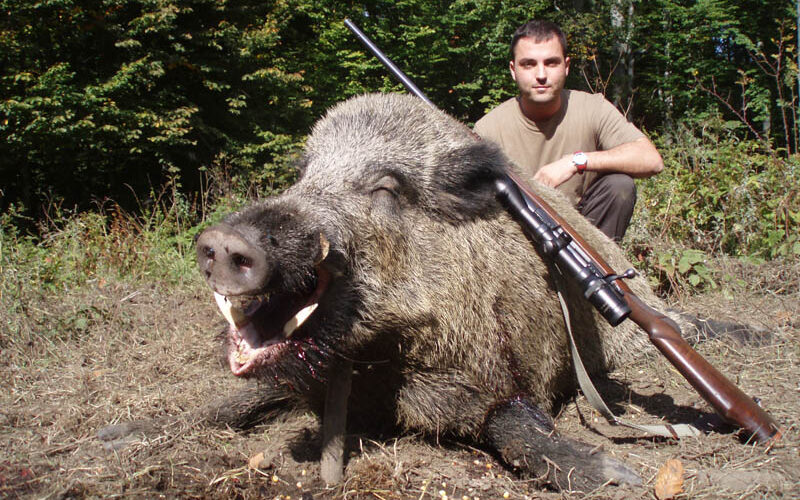 Abate de javalis em SC cresce mais de seis vezes em seis anos, mas preocupação persiste