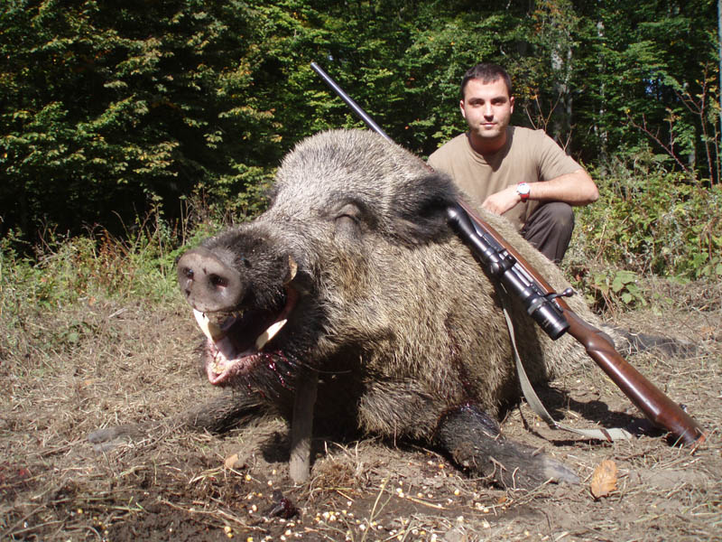 Abate de javalis em SC cresce mais de seis vezes em seis anos, mas preocupação persiste