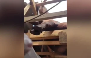 Boi cai do céu, quebra telhado e assusta moradores em cidade de SC